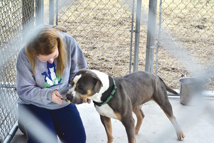 How to Help Animal Shelters During Coronavirus Outbreak